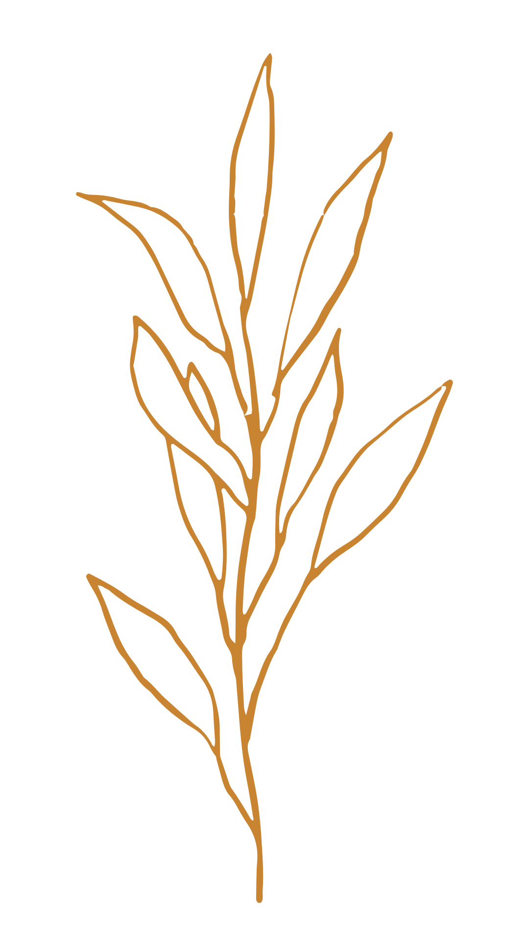 Kopie von Botanical logos, elements collection by Marina Zlochin (1)